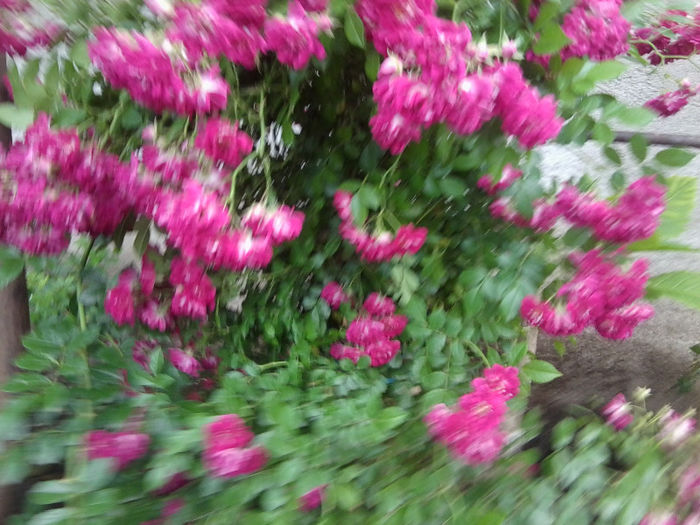 Fotografie2508 - roze 2013