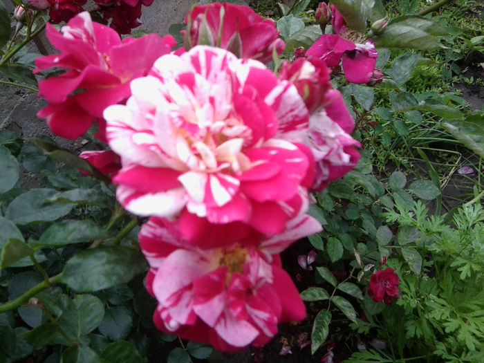 Fotografie2522 - roze 2013