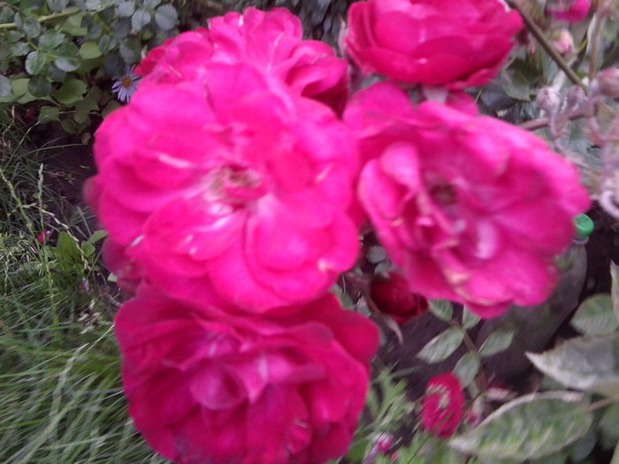 Fotografie2523 - roze 2013