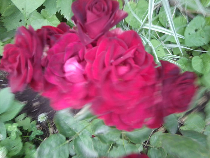 Fotografie2527 - roze 2013