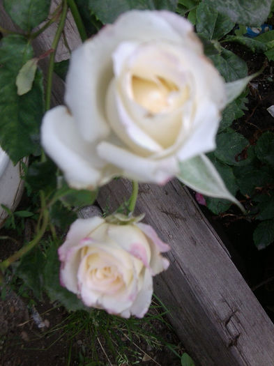 Fotografie2533 - roze 2013