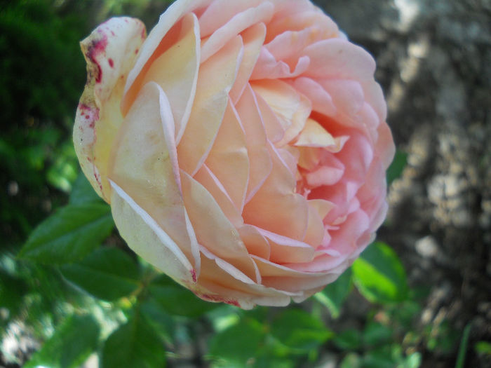 abraham darby