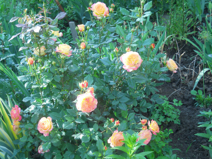 gartenspass