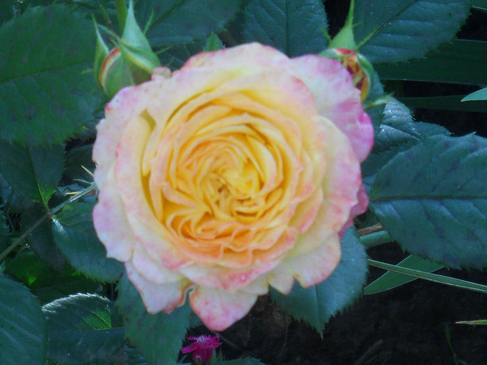 gartenspass