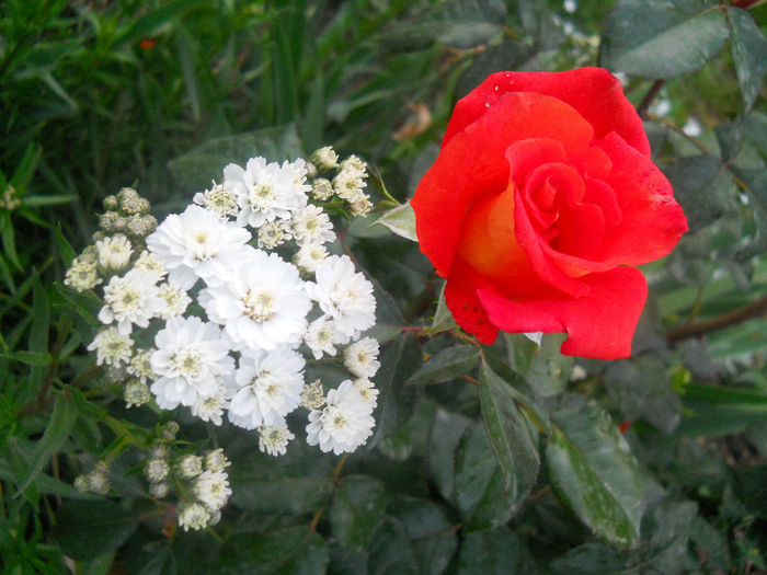 558 - gradina in 2013