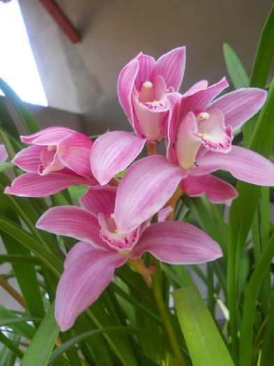 519 - cymbidium