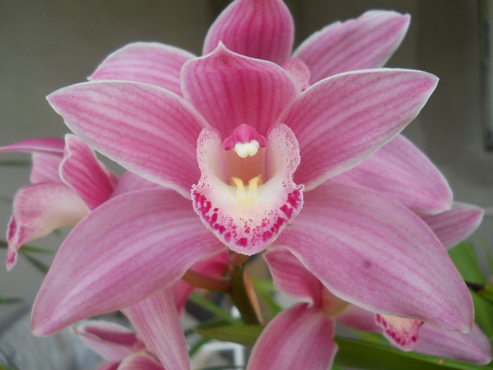 520 - cymbidium