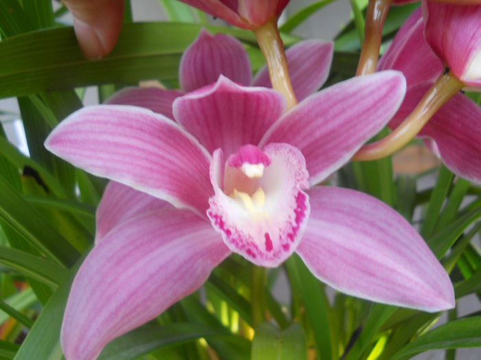 521 - cymbidium