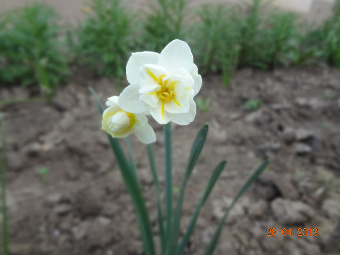 DSC03122 - flori gradina