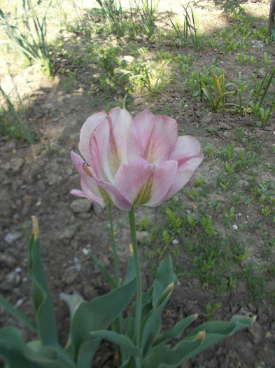 DSCN0964 - flori gradina