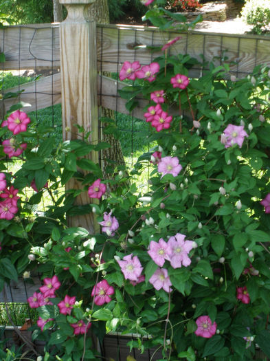 clematis - caut