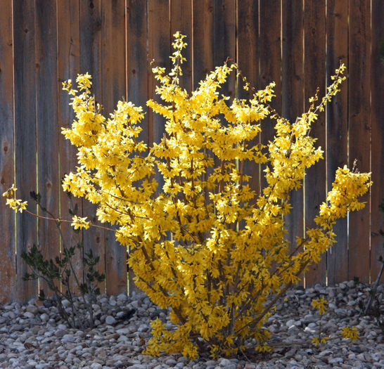 forsythia