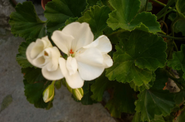 P1040256 - Muscata - Pelargonium