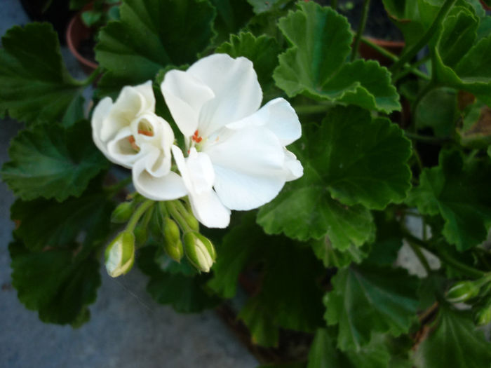 P1040257 - Muscata - Pelargonium