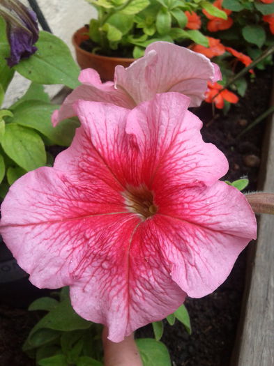 petunia 2013-06-06