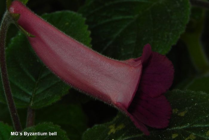 - MG s sinningia hybrids