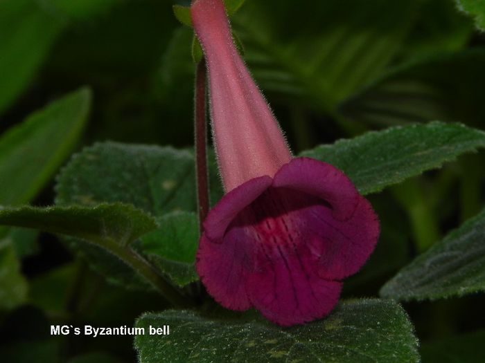  - MG s sinningia hybrids