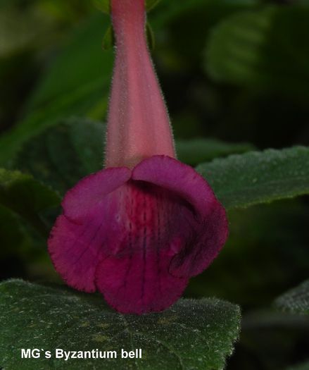  - MG s sinningia hybrids