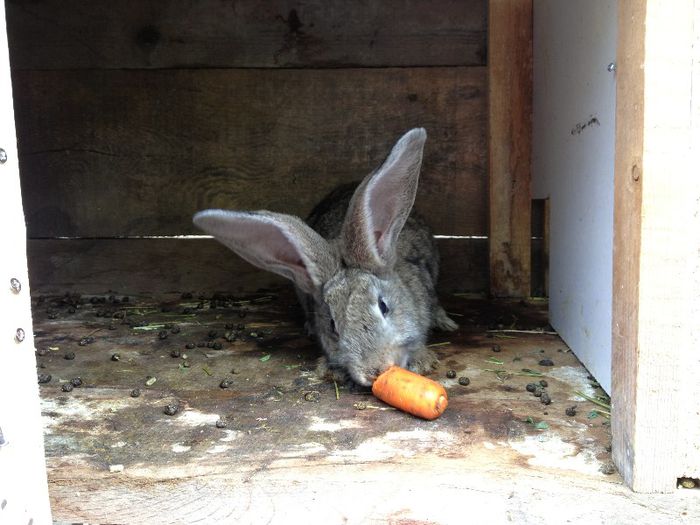 IMG_1158 - Primii mei iepurasi