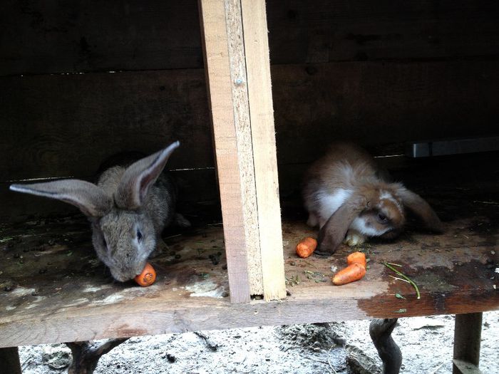 IMG_1159 - Primii mei iepurasi