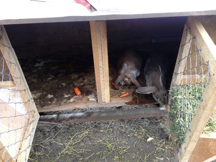 IMG_1161 - Primii mei iepurasi