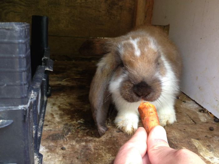 IMG_1208 - Primii mei iepurasi