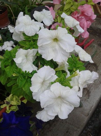 petunia alba - petuni