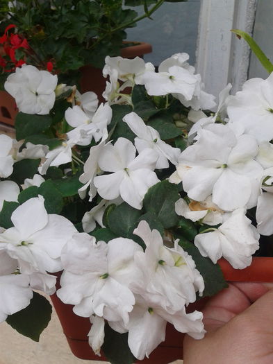 impatiens alba