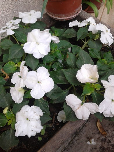 impatiens alba - impatiens