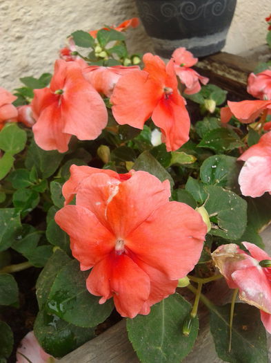 impatiens