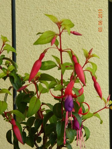 FUCSIA