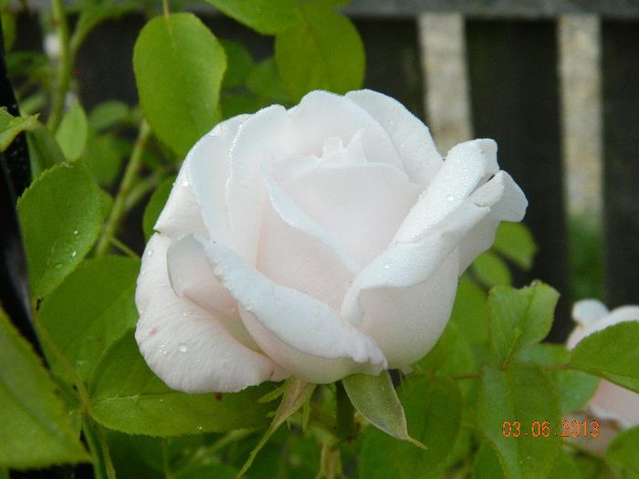 088 - IUNIE