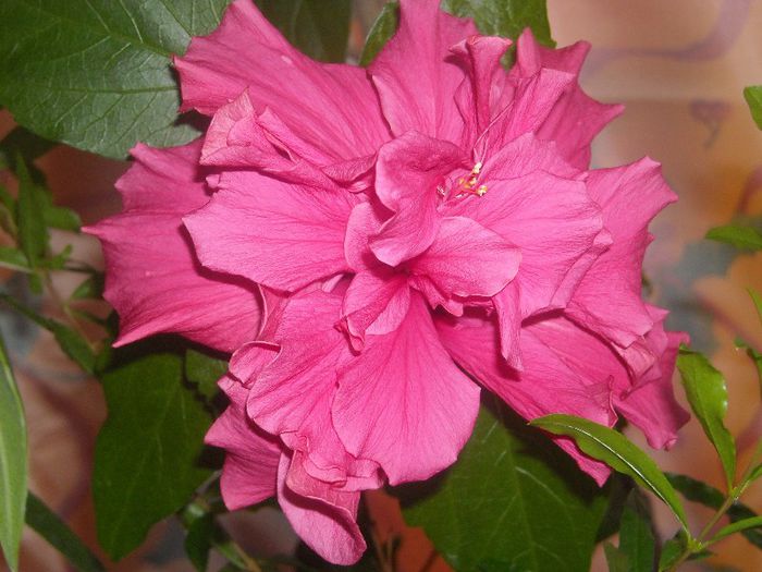 Ciclam - 0 Din florile mele