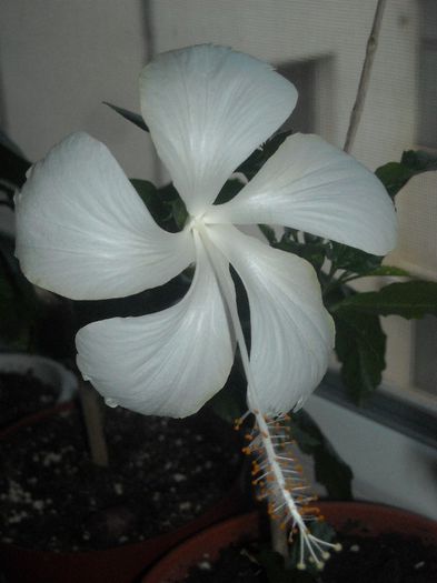 Dainty White - 0 Din florile mele