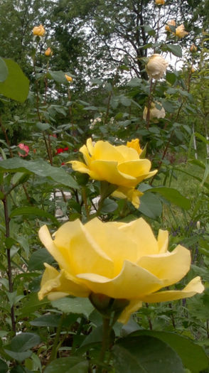 4.06.2013 golden delight