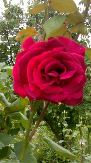 4.06.2013 mr. lincon