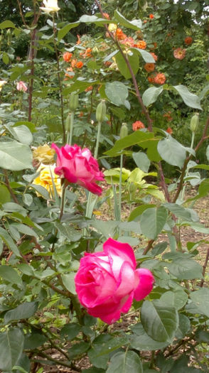 4.06.2013 kronenburg