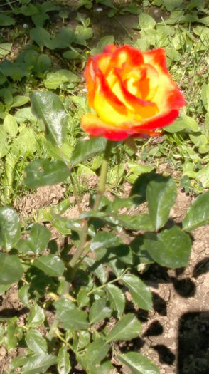 4.06.2013 mein munchen