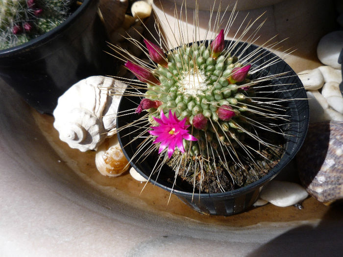 original 198 - aaaaCactusi si suculente 2013