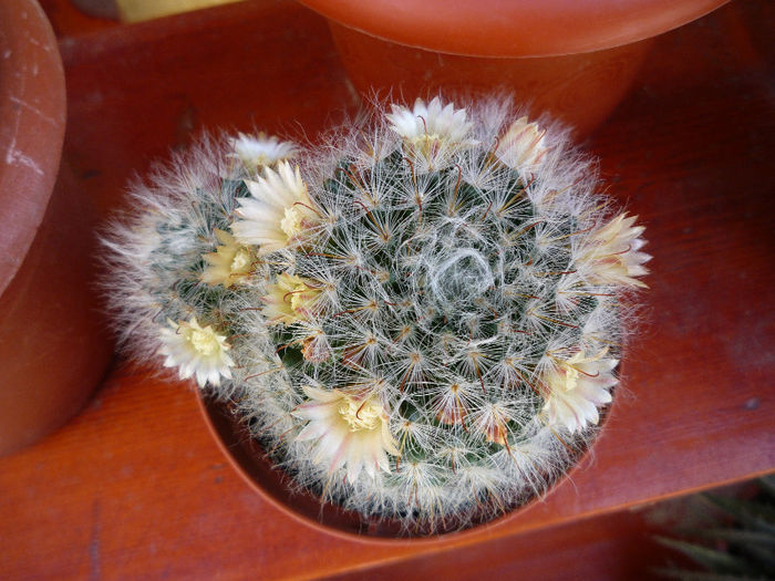 original 200 - aaaaCactusi si suculente 2013