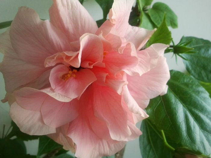 Roz dublu - Hibiscusii - pasiunea mea