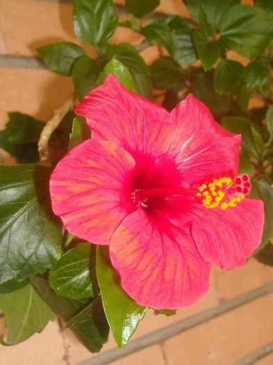 Simple red - 0 Din florile mele