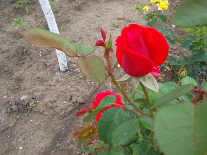 SAM_2581