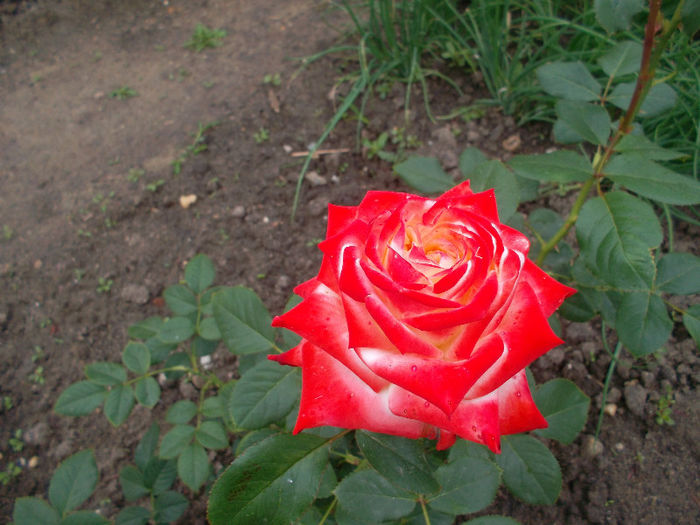 SAM_2589
