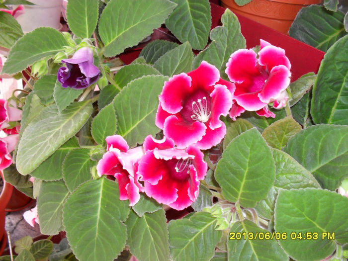 Gloxinii 06 06-2013,