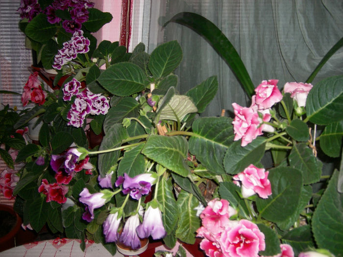 Gloxinii 06 06-2013, - Flori-2013