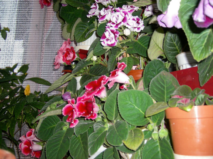 Gloxinii 06 06-2013,