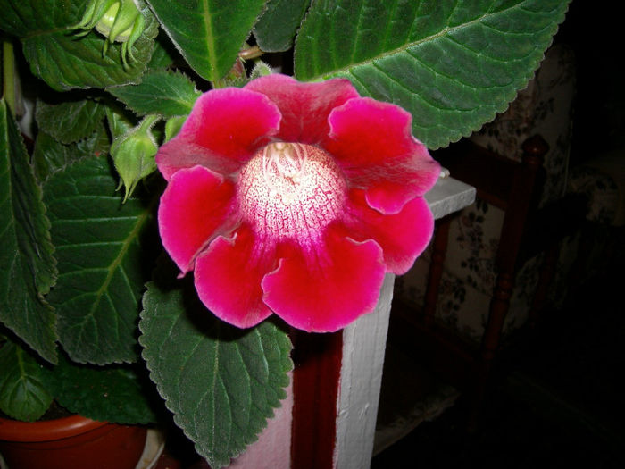 Gloxinii 06 06-2013,