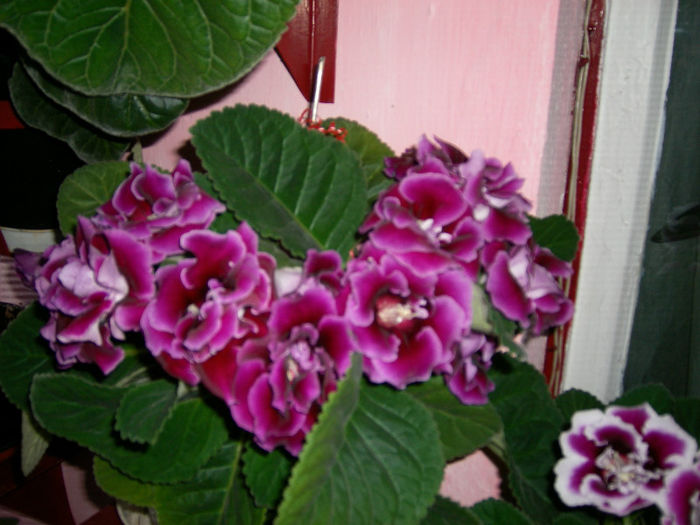 Gloxinii 06 06-2013,