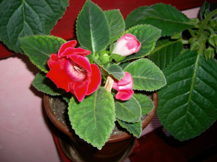 Gloxinii 06 06-2013,